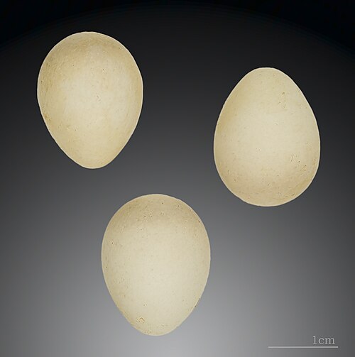 レグルス・レグルス・イネルミス – MHNT