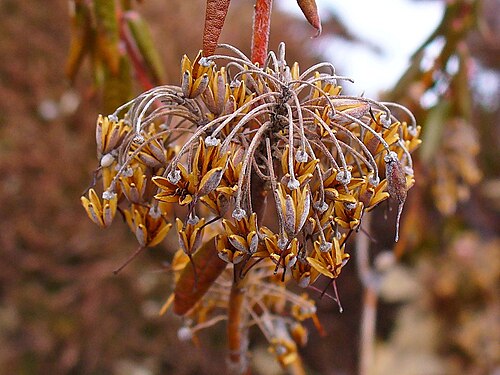 破裂裂開。Ledum palustre のカプセルの小室間の隔壁は、果実が開くと裂けて種子が放出されます。