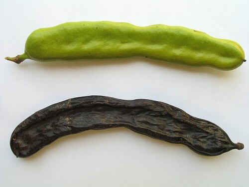 イナゴマメの鞘: 緑（未熟）と茶色（熟したもの）
