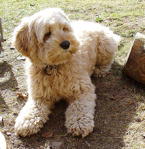 小さな金色の犬が横たわっている