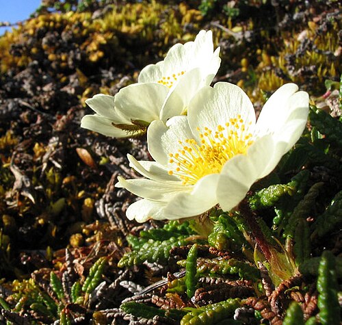 山地アベンズ（Dryas octopetala）
