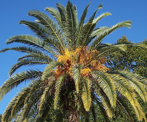 P. canariensis fruit in Northern Florida