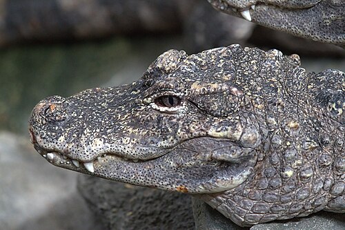 中国ワニの頭の左側のクローズアップ画像