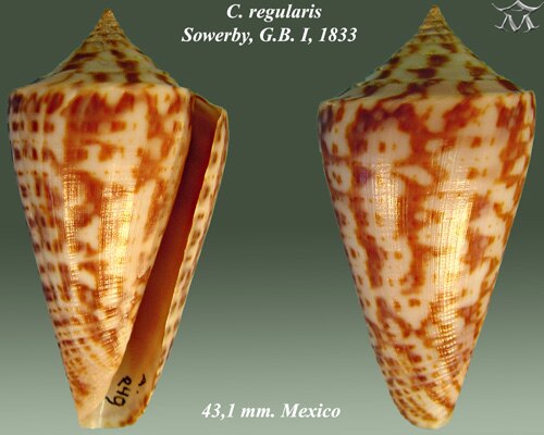 Conus Regularis Sowerby、GB I、1833