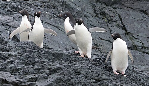 デタイル島のアデリーペンギン