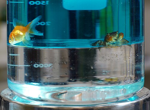 2層の液体が入ったビーカー。上には金魚とカニ、下に沈んだコイン