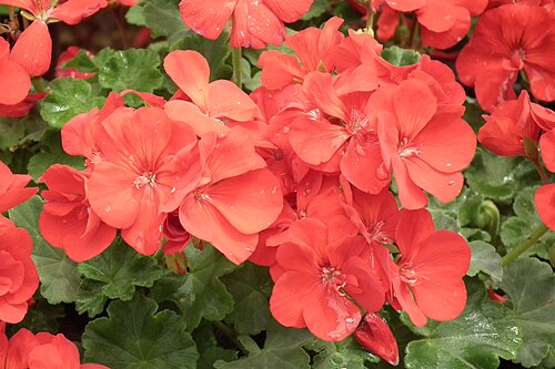 ガーデンゼラニウムの真っ赤な花