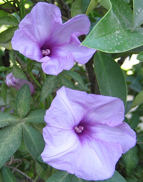 カイロアサガオ (Ipomoea cairica)