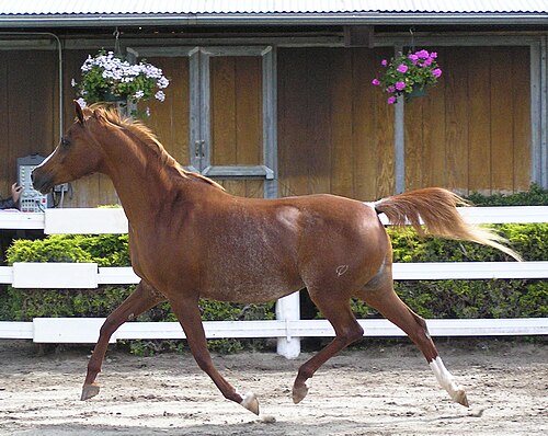 首、背中上部、胸、脚は暗い赤褐色だが、体の中央と尾の付け根は白い毛を持つ速歩馬。