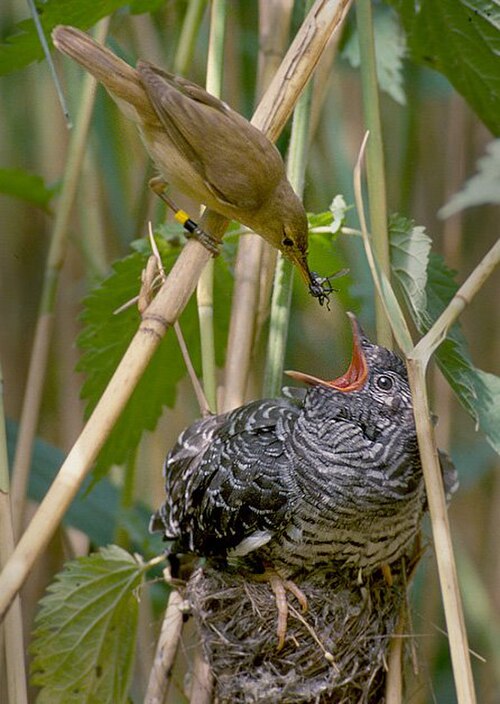 小さな茶色の鳥が、巣の中でずっと大きな灰色の鳥のくちばしに昆虫を乗せる。