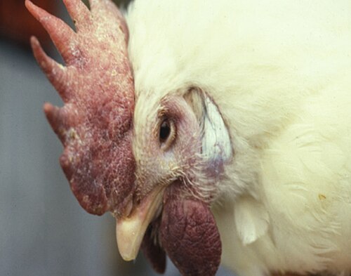 高病原性鳥インフルエンザ（HPAI）に感染した鳥は、頭部、肉垂、鶏冠、顔面が腫れることがある。米国農務省提供写真。