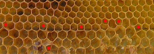 働き蜂から雄蜂（より大きな）の巣房への移行部分を含むハニカム構造。ここでは、蜂は不規則な五角形の巣房を作ります（赤い点で示されています）。