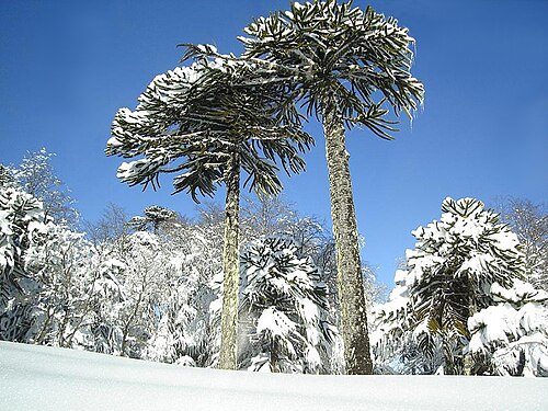 チリのコングイジョ国立公園の雪に覆われた木々