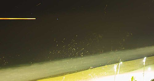 夜間の光害下で、リオデジャネイロのビーチ付近で鳥の飛行軌跡と星の軌跡が見られる。