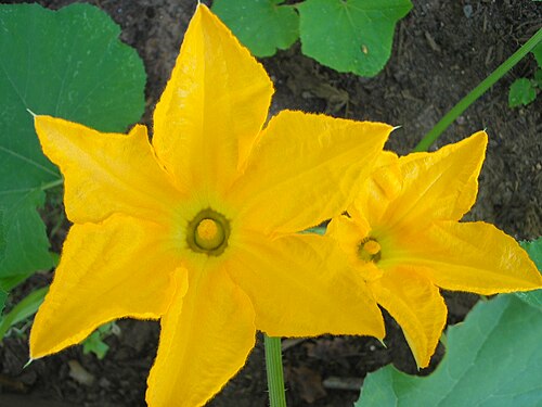 雄花2つ
