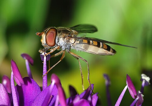 ベロニカ・スペキオサの花で餌を食べるメスのマーマレードバエ