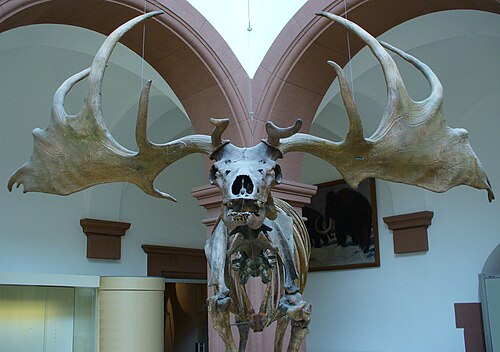 大きな角を持つアイルランドオオツノジカの頭蓋骨の博物館標本の写真