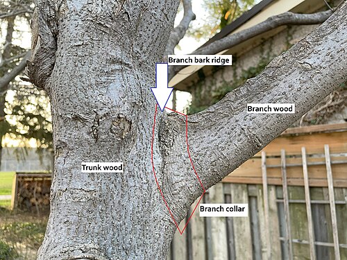木上で枝材、幹材、枝の首、枝の樹皮の隆起が明確に識別されます。