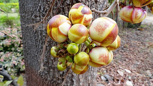 花のつぼみのクローズアップ（インド、マハラシュトラ州）