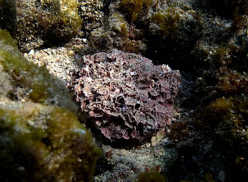 正体不明の固着性生物