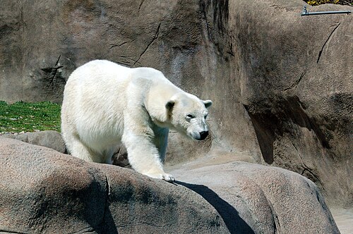 フィラデルフィア動物園のホッキョクグマ