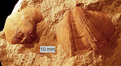 Syringothyris sp.; オハイオ州ウースターのローガン層から発見されたスピリフェリニド腕足動物（内部鋳型）。