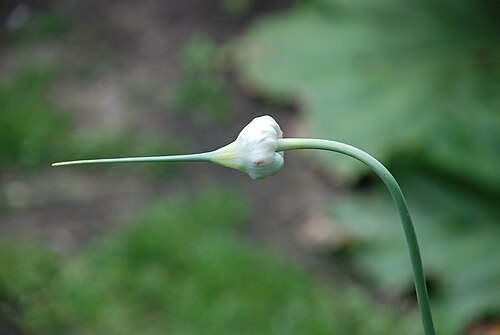 ニンニクの植物