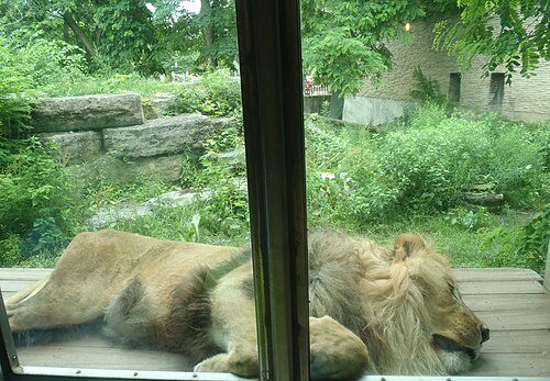 バッファロー動物園の保護ガラスに寄りかかって眠るライオン。