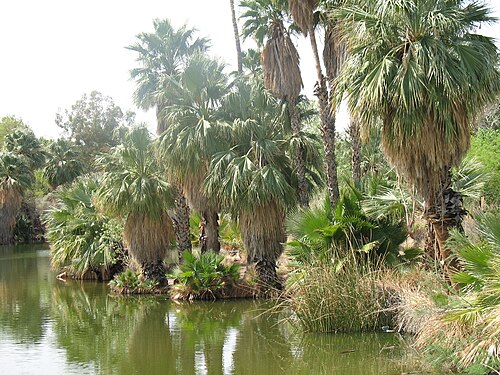 動物園の入り口近くのヤシの木