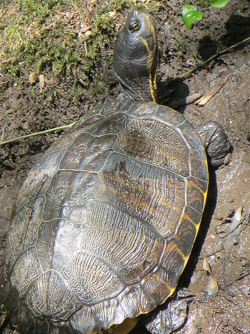 フランシス・ベイドラーの森のTrachemys scripta scripta