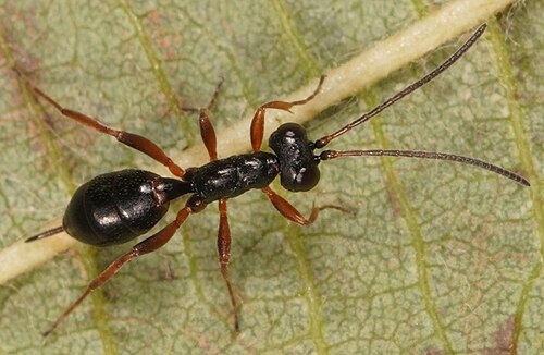 擬態：無羽のヒメバチ科のハチ、Gelis agilis