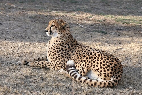 地面で休んでいる飼育下のチーター