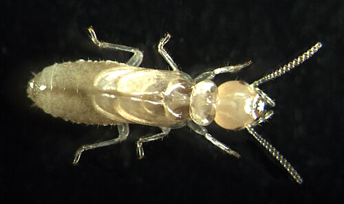 シロアリの幼虫は成虫の小型版のように見えますが、その階級を識別できるような特殊性はありません。