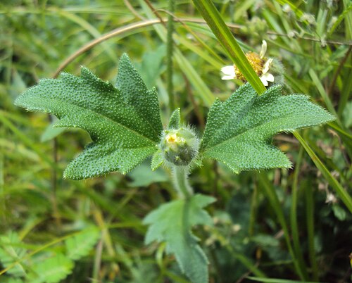 トライダックス・プロカンベンの花芽と葉