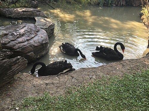 公園の黒鳥