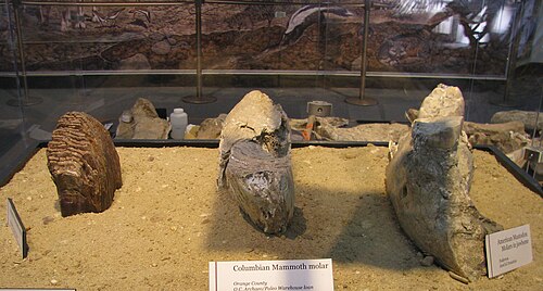 マンモスとマストドンの歯