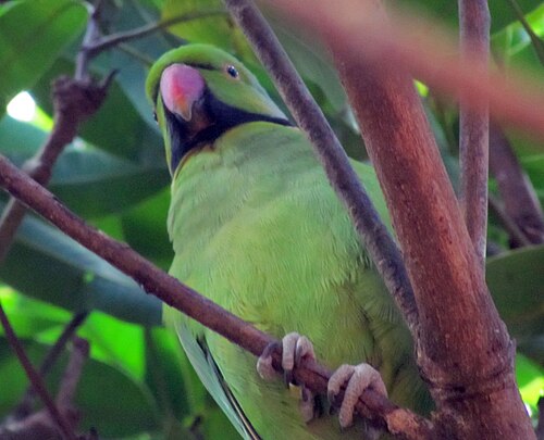 木の枝の間に座っている黒い首輪をつけた緑色のオウムの写真