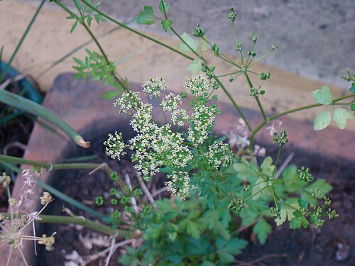 平葉パセリの花-Flor de perejil