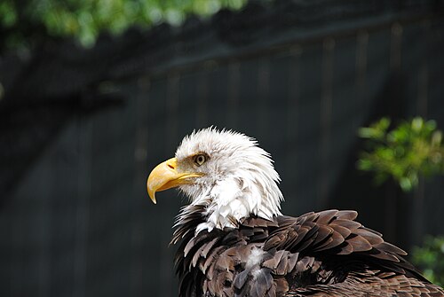イーグルリッジで展示されている3羽のハクトウワシのうちの1羽。