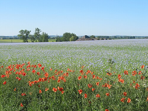 青空の下、ライラック色の花畑が広がり、前景には数十本のポピーが咲いています。畑の後ろには家と木々が見え、さらに遠くには緑の畑、教会の尖塔、丘が見えます。