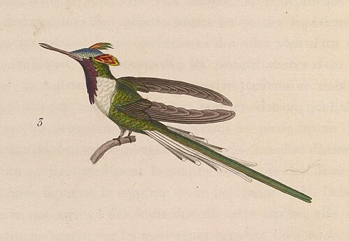 1820 年に描かれた、角のあるスンゲムの雄を描いた古い絵。この絵は死んだ標本に基づいて描かれたため、奇妙な見た目になっており、この種の生きた姿を反映していない。