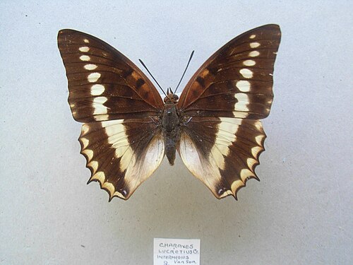 C. l. intermedius - メス