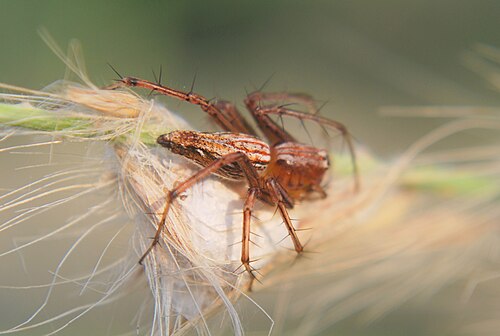 Oxyopes quadrifasciatus は Oxyopidae 科に属します。写真はダホドで撮影されました。