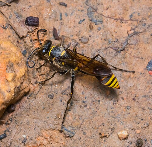 S. (Hensenia) deforme deforme in Hong Kong.