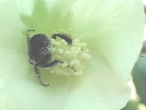 G. hirsutum の花とマルハナバチの花粉媒介者、サウスカロライナ州ヘミングウェイ