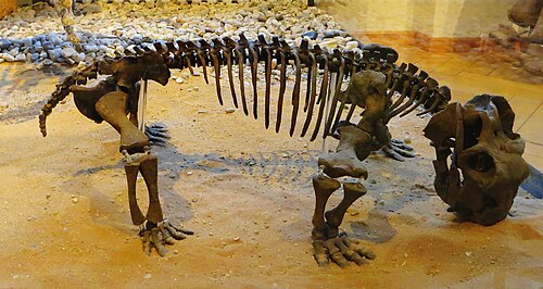 テュービンゲン古生物学博物館にあるリストロサウルス・ヘディニの骨格