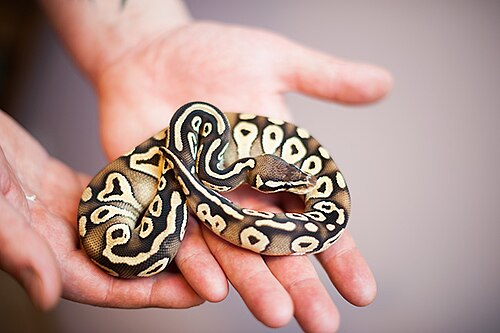 人の手に抱えられた小さなボールパイソン