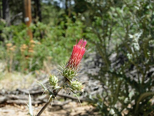 Cirsium arizonicum (アリゾナアザミ)