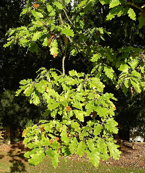 ホワイトオークの葉
