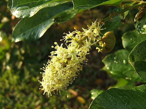 花序